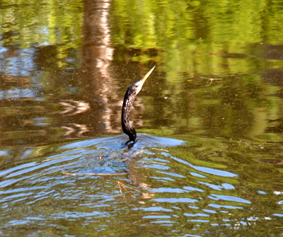 [This photo is similar to the prior one except the trees and greenery surrounding the pond are visible on the water surface and the face of the bird rather than just the outline of its head.]